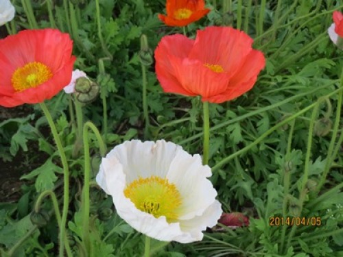 4.5 花　1.jpg