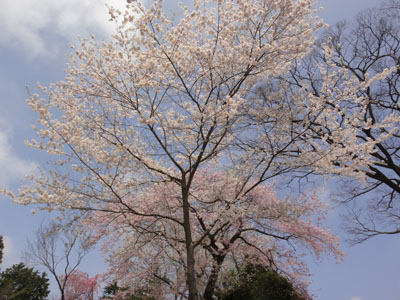 榴岡29.jpg
