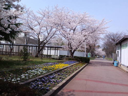 病院の桜