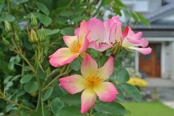 ２番花ピンクカクテル つるバラ剪定3 セントーレアなど Yvesmiora S Gardening 楽天ブログ
