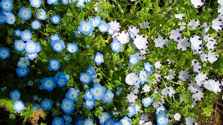          花の小径