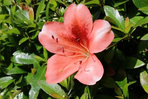 20160515 サツキ4.jpg