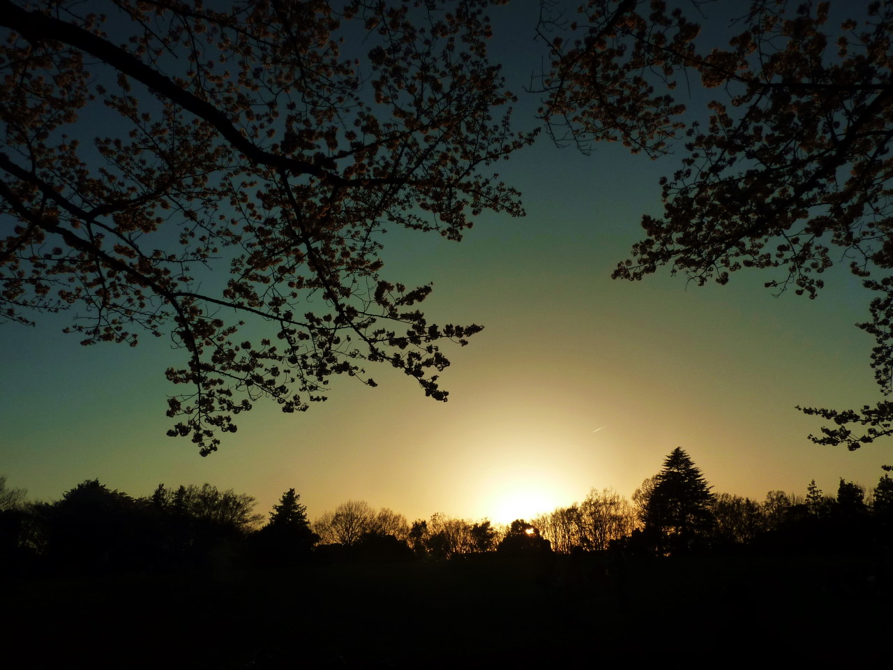 府中の森公園☆夕焼けと桜と夕陽 | KAKOの足跡！ - 楽天ブログ