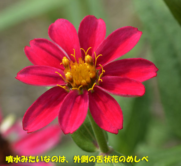 9ページ目の 庭の花 Kororin日記 楽天ブログ