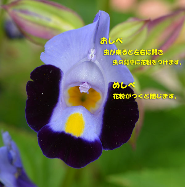 庭の花 Kororin日記 楽天ブログ