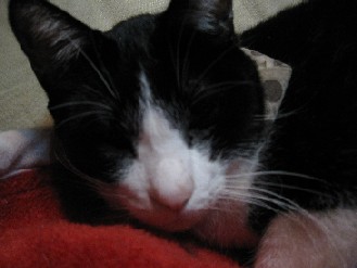 クロ・ゴン・みかん　2012.04.13 002.jpgブログ.jpg