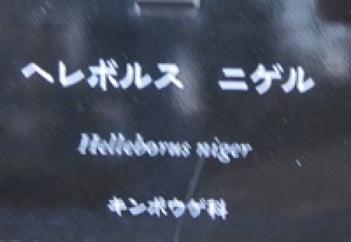 ヘレボルス　ニゲル０１.jpg