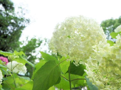 御裳神社(みもじんじゃ)　一宮市　あじさい