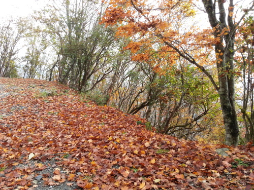 大台黄葉と落ち葉.jpg