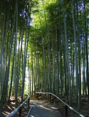 pict-高台寺 39.jpg