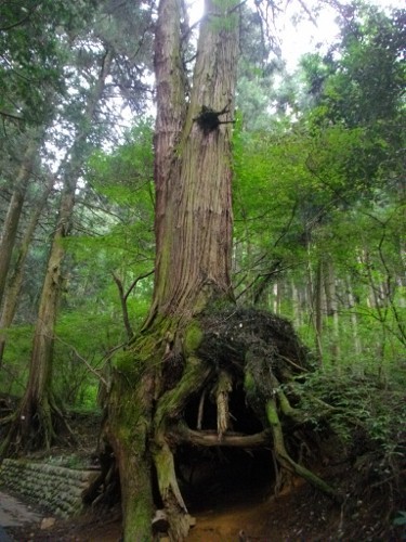 御岳山杉 (375x500).jpg