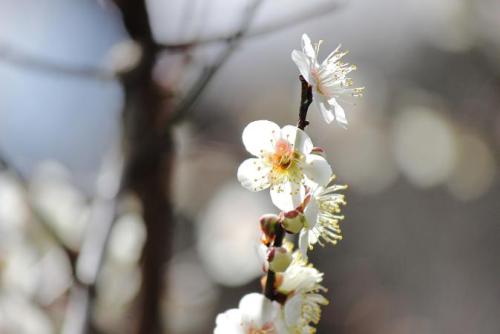 20160213 白梅5.jpg