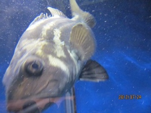 IMG_2765魚1.jpg
