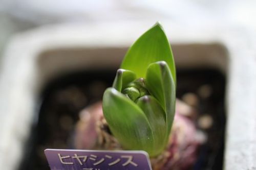 ヒヤシンスそのご.jpg