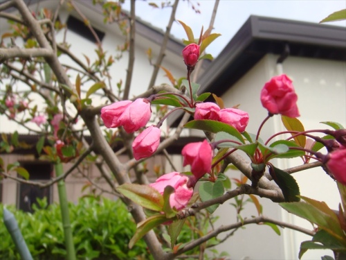 ハナカイドウ 花海棠 Jinさんの陽蜂農遠日記 楽天ブログ