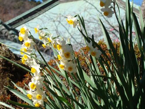 海蔵寺・水仙
