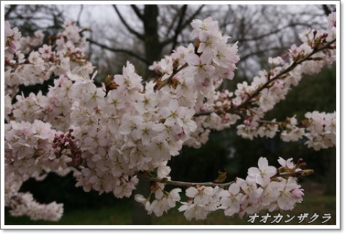 オオカンザクラ.JPG