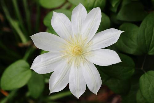 20160423 クレマチス白4.jpg
