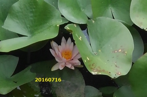 花320160716.jpg