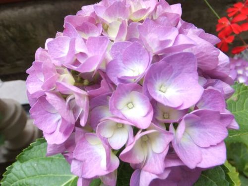 20 martedi ajisai viola up.jpg