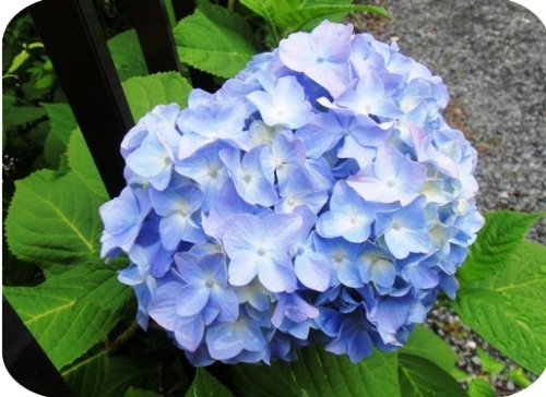紫陽花-3.jpg