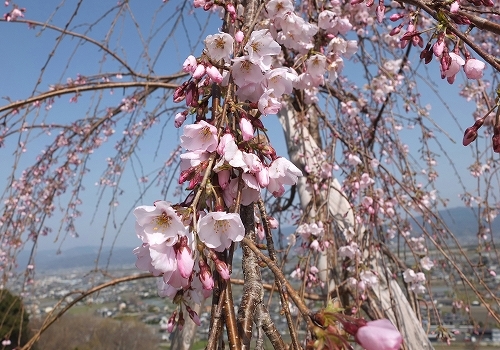 上桜14.jpg