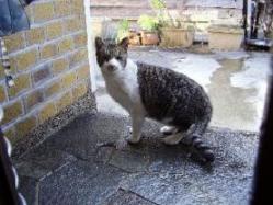 外猫