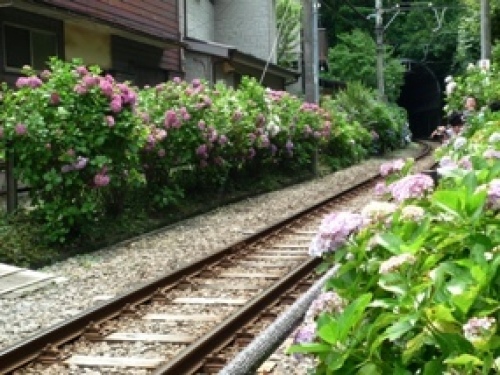 御霊神社線路沿いあじさい
