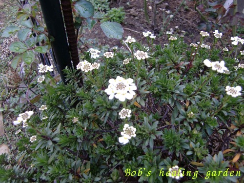 CIMG0632.JPG