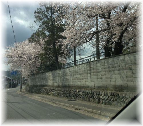 2014-04-05桜3.jpg