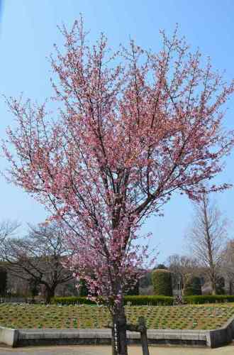 OKAMEZAKURA HANANOOKA 19.Mar.2017.jpg