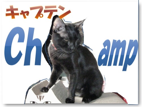 うちの黒猫チャンプ.jpg