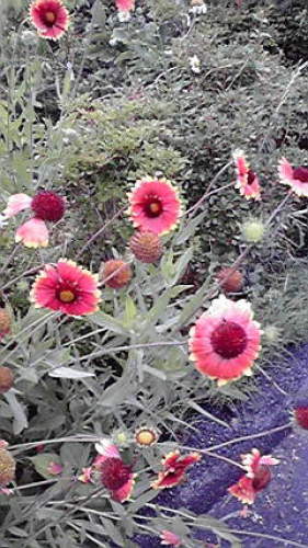 C:\fakepath\2012060812550000.jpg