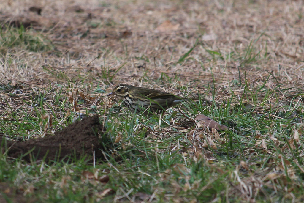 ビンズイ（明治神宮）