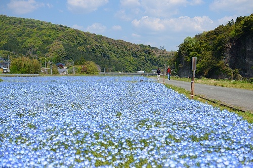 耶馬溪の花 052.jpg