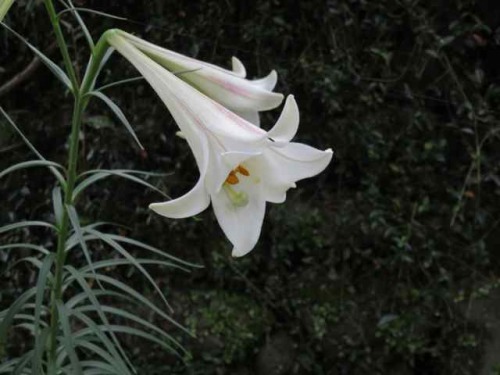 IMG_0011.jpg
