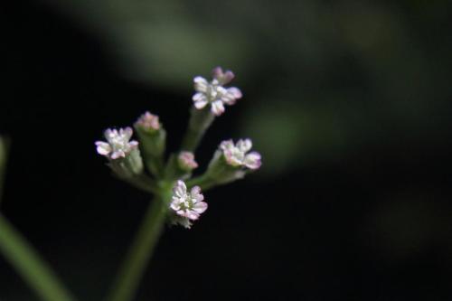 20160504 オヤブジラミ5.jpg