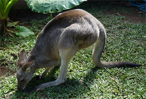 OZ167.jpg