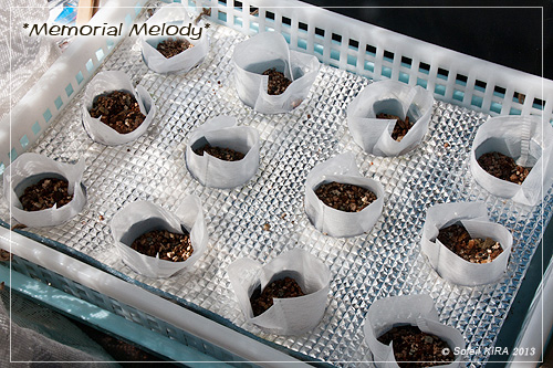 お茶パックのみを使った水耕栽培 レタスを栽培してみる 水耕栽培 suikou04262.jpg