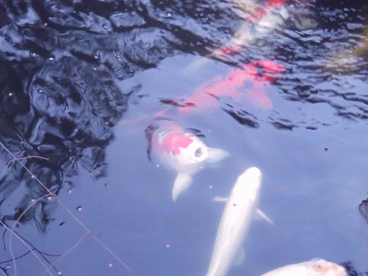 年明けからの透明度はなかなか順調 今朝の第１池 人が好き ちちおにん 楽天ブログ