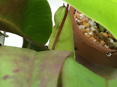 ネペンテス、ヘリアンフォラ、サラセニア落とし穴組の近況です | 僕の食虫植物日記 - 楽天ブログ