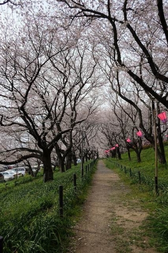 CHERRY BLOSSOM 6.Apr.2017 GONGENDOTUTUMI-5.jpg