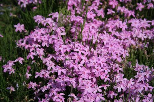 Rich pink moss phlox blossoms