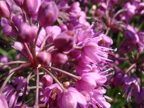 島らっきょうの花 Jinさんの陽蜂農遠日記 楽天ブログ