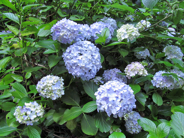 Takao20150608.JPG