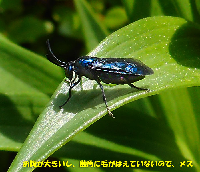 今日も虫 むし ムシ Kororin日記 楽天ブログ