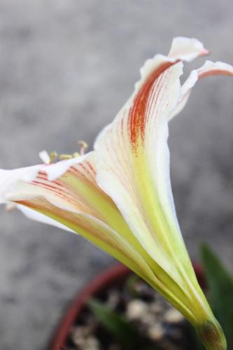 20160514 アマリリス　白 3.jpg