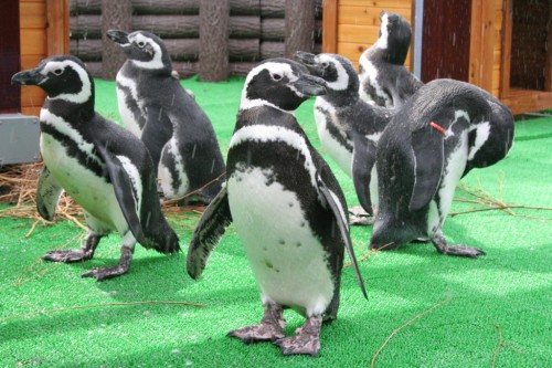 須磨 水族館 デート 青山 バー デート 個室