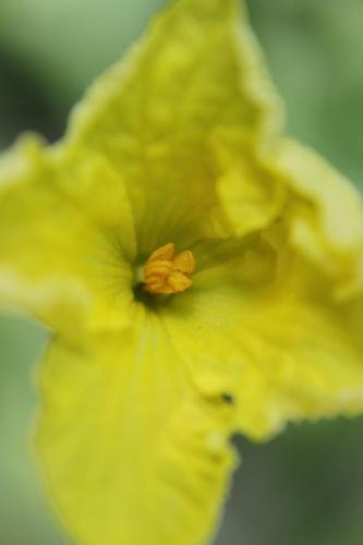 20160815 ニガウリ(ゴーヤ)3.jpg