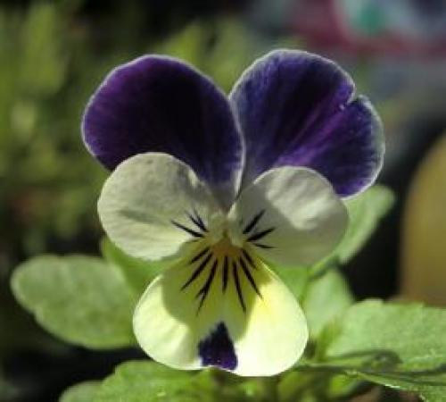 C:\fakepath\viola130426-2.jpg